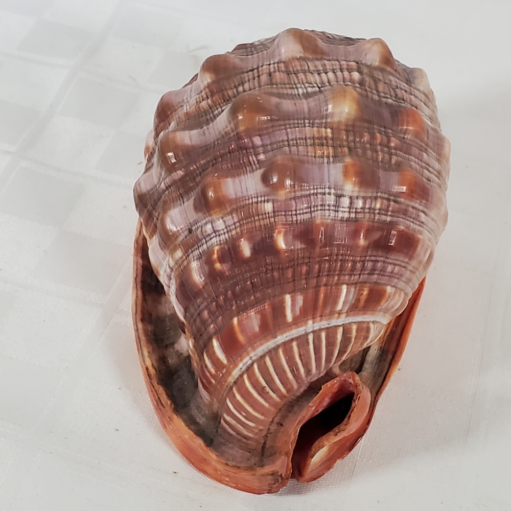 Bullmouth Helmet Shell - Picture 5 of 5